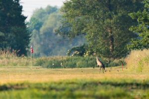 żuraw na polu 9 dołkowym